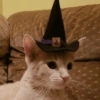 Halloween Animal🎃🔮 3