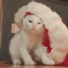 Navidad de Gatos😎 12