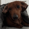 Perros salchicha 2.0 8