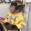 Macaquinho reagindo  12