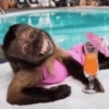 Macaquinho reagindo  10