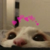 Gatinhos apaixonados 😻 14
