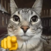 MEME DO GATO 😺 11