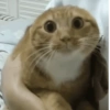 Memes gatos 6
