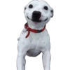 Komik köpek fotoğrafları  24