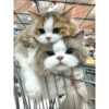 COUPLE CAT V2 12