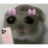 Hamster e non  6