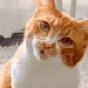 😺 GATOS MOODS 😺 8