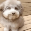 Reações cachorros  13