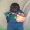 Monkey 14