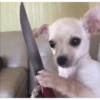 Komik köpek fotoğrafları  9