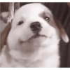 Perritos  7