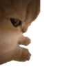 Side eyes animals 8
