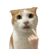 Meme Kucing Lucu 🐱 22