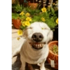Komik köpek fotoğrafları  13