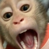 Macaquinho reagindo  13