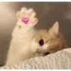 Gatinhos apaixonados 😻 11