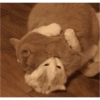 Gatitos bonitos 😺💞 11