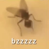 🦟Mira, una mosca 🦟 bzz 11