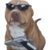 Komik köpek fotoğrafları  27