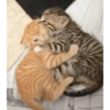 Kiss cat 7