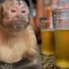 Macaquinho Mood 🙈🙉🙊 5