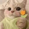 CAT CUTE EDIT😆 12