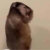 Monkey 11