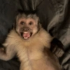 🐒✨️Chimpances Mood✨️🐒 9