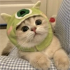 CAT CUTE EDIT😆 11