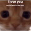 Kiss cat 5