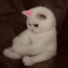 Gatito blanco 🥰 8