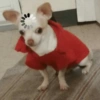 Cosas de Perritos 5🤎🐶✨ 11