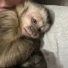 🐒✨️Chimpances Mood✨️🐒 8