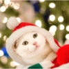 Navidad de Gatos😎 14