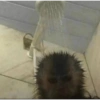 Monkey 12