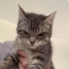 🌈🐈‍⬛✨️Gatos Funny Mood✨️🐈‍⬛🌈 13
