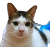 Bobby (kucing Prabowo) 11