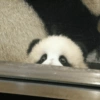 Panda 6