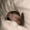 🐒✨️Chimpances Mood✨️🐒 11