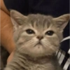🌈🐈‍⬛✨️Gatos Funny Mood✨️🐈‍⬛🌈 16