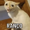Você vai sim 12