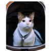 Bobby (kucing Prabowo) 7