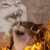 Memes gatos 11