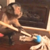 Macaquinho Mood 🙈🙉🙊 11