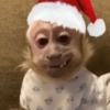 MEMES DE NATAL 🎅 11