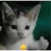 KUCING MEME 20