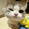 CAT CUTE EDIT😆 5