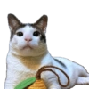 Bobby (kucing Prabowo) 14