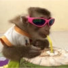 Macaquinho reagindo  11
